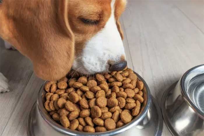 Image for Overcoming pet food material feeding challenges